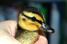 Mallard Wikipedia
