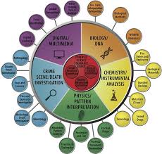 Image Result For Circular Org Chart Org Chart Forensic