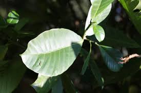 Image result for Tabernaemontana crassa