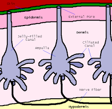 The distribution, morphology, and innervation of the ampullae of lorenzini in the hammerhead shark and other species. Ampullae Of Lorenzini Png Free Ampullae Of Lorenzini Png Transparent Images 97283 Pngio