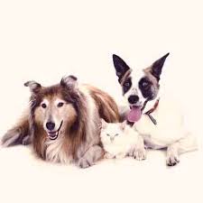 How do you treat a uti in a dog. Uti In Dogs And Cats Your Pet S Urinary Tract Infection Petcarerx