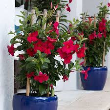 Maybe you would like to learn more about one of these? Mandevilla Care In Winter Costa Farms