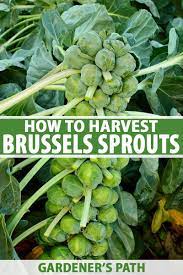 Brussels sprouts are a crop that has many harmful insects that are attracted to them. How To Harvest Brussels Sprouts Gardener S Path