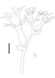 Image result for Eureiandra sp. A