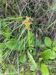Image result for Disa brevicornis