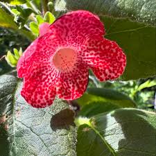Image result for Kohleria