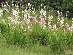 Image result for Watsonia borbonica