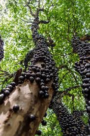 May 18, 2021 · exotic fruit growing is not difficult if you pay attention to the specific growing requirements of the plant. Jabuticaba The Unique Tree With Fruit On Its Trunk