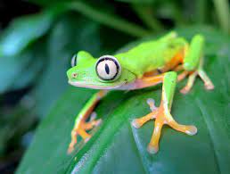 Several unrelated lineages of frogs among the neobatrachia have given rise to tree frogs, even though they are not closely related to each other. Agalychnis Lemur Wikipedia