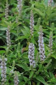 Image result for Platostoma strictum