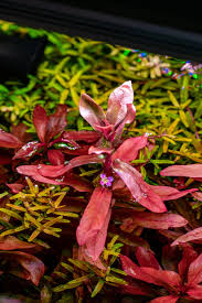 Image result for Anticharis senegalensis