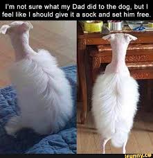 I M Not Sure What My Dad Did To The Dog But I Feel Like I Should Give It A Sock And Set Him Free Ifunny Harry Potter Jokes