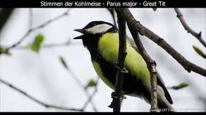 Image result for Kohlmeise vogelhouse