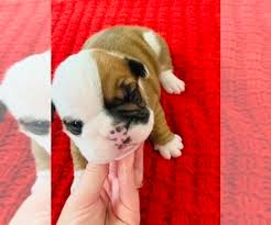 Dogs will love you because they are loyal and because you are their … Puppyfinder Com English Bulldog Puppies Puppies For Sale Near Me In Louisiana Usa Page 1 Displays 10