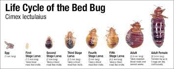Pin On Bed Bug Removal San Jose