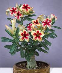 Desert Rose Star Cluster Adenium Obesum Desert Rose Plant Desert Rose Adenium
