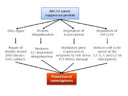 Increased exposure to hormones, such as estrogen increased number of ovulations ovulation occurs when the ovary releases eggs. Preventive Strategies For Ovarian Cancer Intechopen