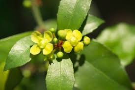 Image result for Ebenaceae