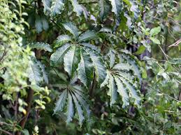 Image result for Araliaceae