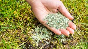 With mulching on top of the grass, you will also be able to convert areas of your lawn into flower or vegetable beds. Will Grass Seed Grow If Not Covered By Soil Or Mulch Best Manual Lawn Aerator
