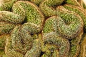A number of plants can become crested. Brain Succulents Exist And I M Planting Some For Halloween