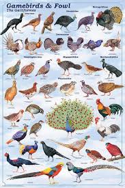 Laminated Gamebirds Land Fowl Identification Poster Chart