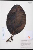 Image result for Bellucia pentamera