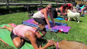 The studio cleveland sits in the heart of downtown on the east bank of the flats in the historic warehouse district. The Goat Yoga Craze Comes To Cleveland Youtube