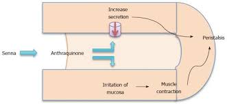 Review Of Efficacy And Safety Of Laxatives Use In Geriatrics