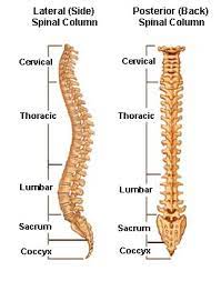Thanks to progressive planning for allowing me the time to work. Spinal Anatomy Vertebral Column
