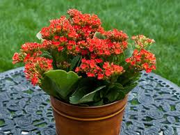 How To Grow And Care For Kalanchoe World Of Succulents Plants Kalanchoe Blossfeldiana Planting Flowers