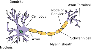 The peripheral nervous system (pns) includes the axons or nerves (i.e., bundles of axons) that the somatic nervous system allows for the voluntary control of muscle and skeletal actions. The Nervous And Endocrine Systems Review Article Khan Academy
