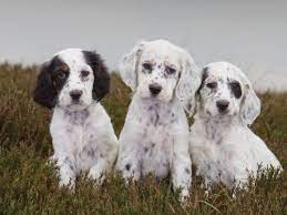 English Setter Puppies Large A5 Greeting Card By Charles Sainsbury Plaice Price 2 95 P Http English Setter Puppies Setter Puppies English Setter Dogs