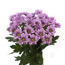 1000+ showrooms, 1200+ manufacturers, the largest artificial flowers market in china. Chrysant Spray Ballerina Cut Chrysanthemums Flower Suppliers Wholesale Flowers Direct
