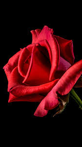 Choose from hundreds of free android wallpapers. Flower Rose Red Dark Beautiful Best Nature Android Wallpaper Android Hd Wallpapers