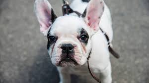 French bulldog information including personality, history, grooming, pictures, videos, and the akc breed standard. 17 Things That All French Bulldog Lovers Need To Have American Kennel Club