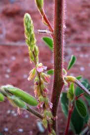 Image result for Indigofera astragalina