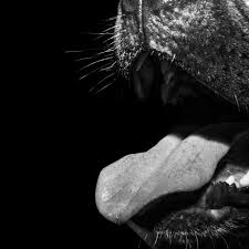 Die Rache des Pietro De Negri | STERN.de