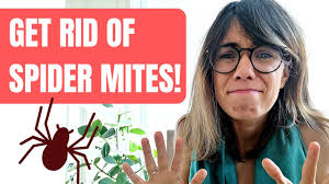 Keeping your plants away from the hot afternoon sun or setting a humidifier close to the plants is an excellent way to discourage spider mites. Spider Mites Home Remedy Get Rid Of Spider Mites On Houseplants Youtube