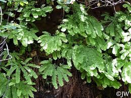 Image result for Adiantum patens