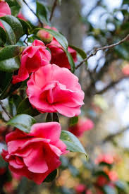 We create fresh and distinctive. 15 Best Plants That Bloom In Winter Flowers That Develop In The Cold