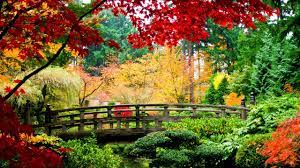 Water Nature Trees Autumn Multicolor Flowers China Leaves Bridges Plants Rivers Branches Wallpaper Scenery Autumn Landscape Japanese Garden