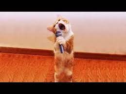 ✅ die lustigsten bilder zum totlachen! Omg So Cute Best Funny Cats And Dogs Compilation 51 Youtube