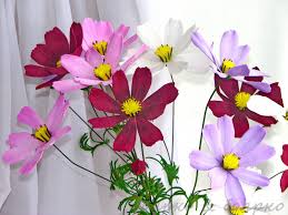 Ð ÐµÐ·ÑÐ»ÑÑÐ°Ñ Ð¿Ð¾ÑÑÐºÑ Ð·Ð¾Ð±ÑÐ°Ð¶ÐµÐ½Ñ Ð·Ð° Ð·Ð°Ð¿Ð¸ÑÐ¾Ð¼ "ÑÐ²ÐµÑÑ"