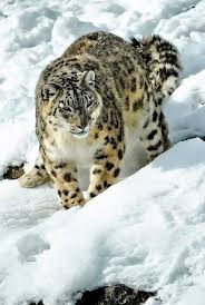Beautiful Snow Leopard Wild Cats Animals Wild Big Cats