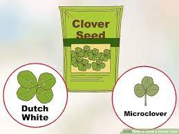 How To Grow A Clover Lawn Clover Lawn Lawn Clover Seed