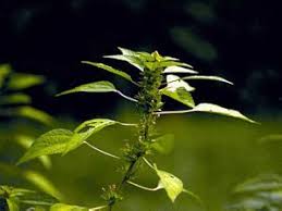 Image result for Acalypha polymorpha
