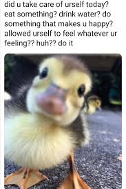 When Duccko Says Do It You Do It Ethicalmemes 32 Memes Pictures That Will Make People With Siblings Laugh Harder T Cute Funny Animals Cute Animals Animals