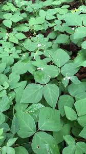 Image result for Hylodesmum