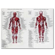 We hope you find your perfect torso model on anatomystuff.co.uk. 60x80cm Silk Cloth Muscle System Posters Anatomy Chart Human Body Educational Pictures Mural Home Wall Decoration Accessories Aliexpress